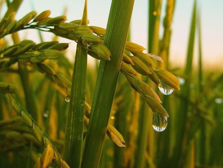 L' Espiga - Casa Rural Deltebre Zewnętrze zdjęcie